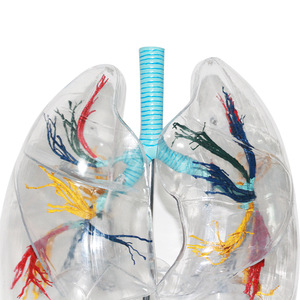 Modèle transparent de segment pulmonaire de l'Université Médicale Navale - Modèle anatomique pour l'étude du système respiratoire et de l'anatomie pulmonaire - Product Image 3