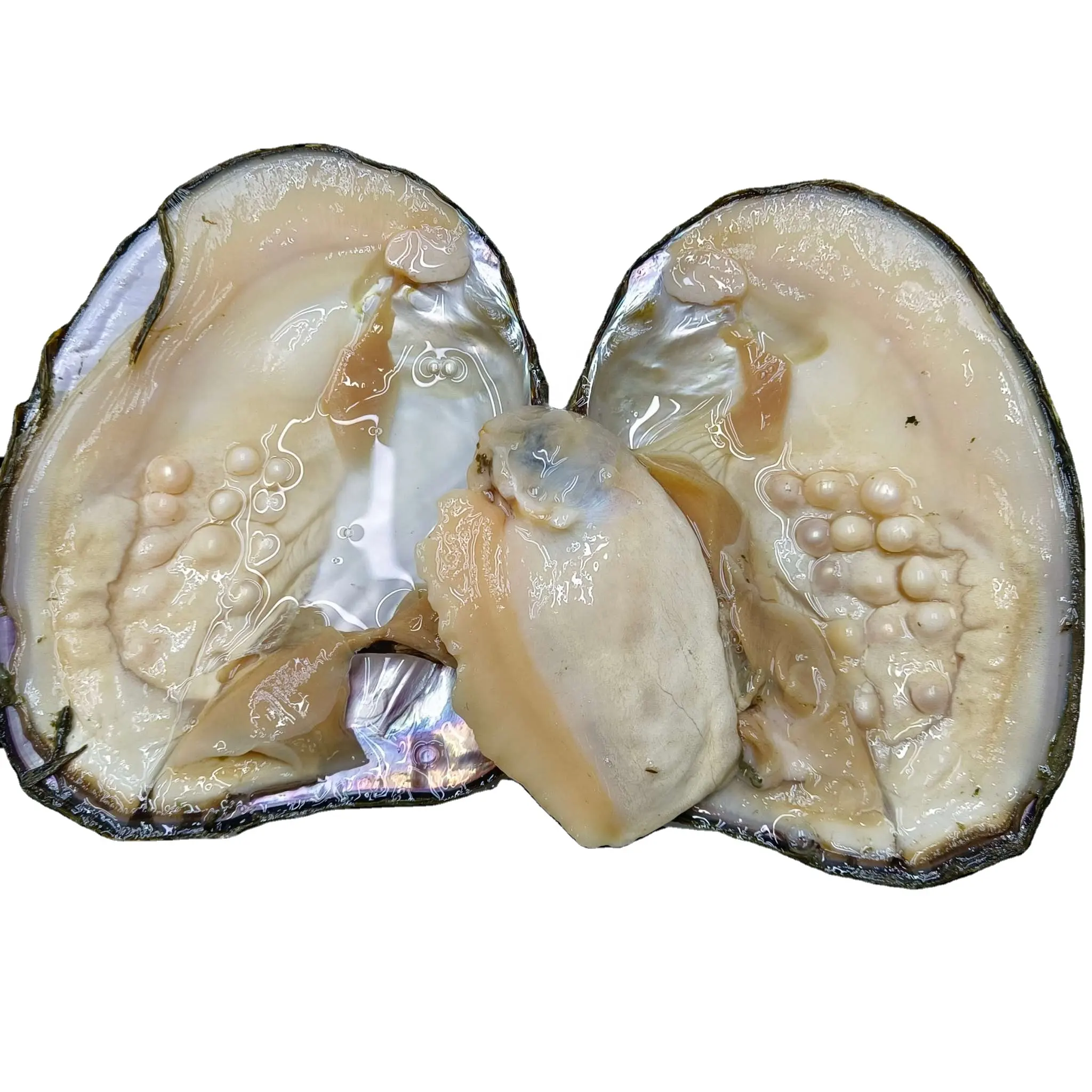 Japanese Natural Freshwater Akoya Pearl oyster shell with White Pink Purple color wholesale