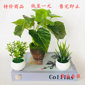 Succulente artificielle Qi Xing en pot de plastique de 14 cm de haut pour la décoration intérieure - Product Image 5