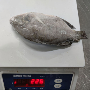 Tilapia entière congelée Taiseng, procédé IQF, origine Fujian, spécification 500-800g - Product Image 4