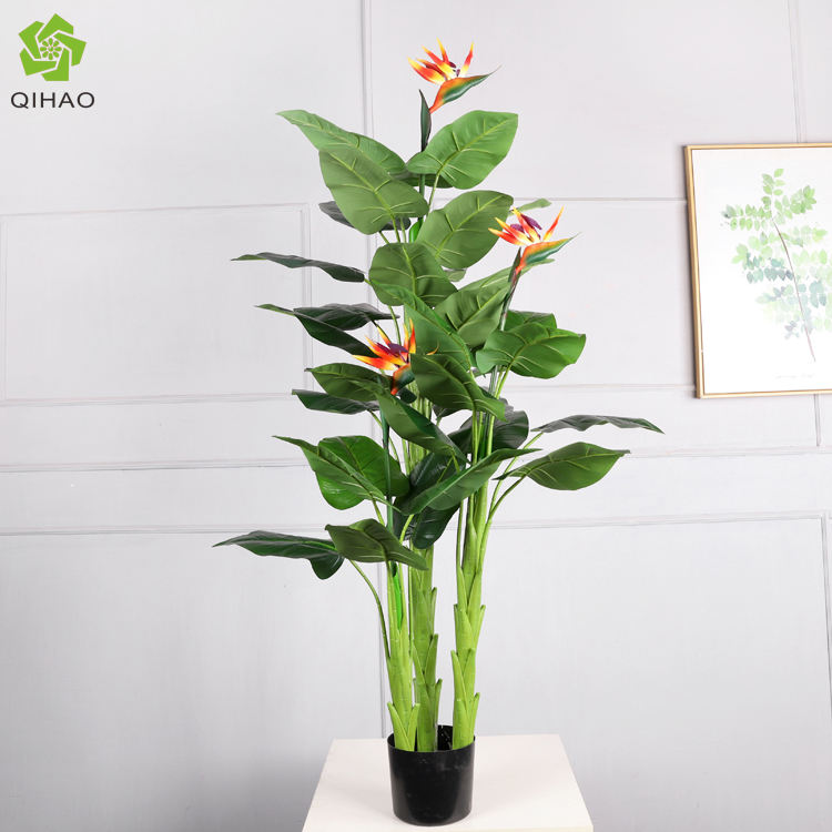 160cm Paradise Flower Plant