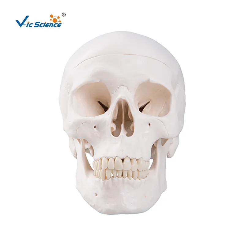 Cráneo humano 3 piezas esqueleto cerebro humano modelos de cráneo