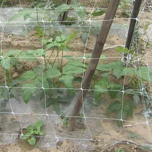 花园网网水果蔬菜网保护作物园林植物覆盖网网生长栅栏攀爬网