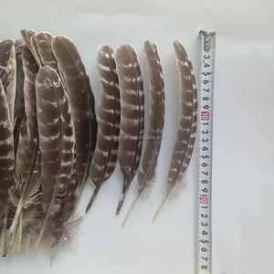 Pluma de Pavo Barreda Natural de 10-12 Pulgadas de Alta Calidad, Precio Competitivo, Venta Caliente, para Decoraciones - Product Image 1