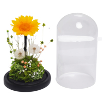 Pissenlit et tournesol stabilisés sous cloche en verre, fleurs éternelles faites à la main pour la fête des Mères et la Saint-Valentin