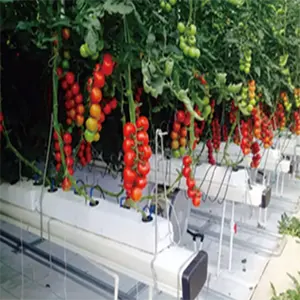 Tali terikat pertanian tomat Plus Tips tomat mendukung mentimun dan tomat di rumah kaca