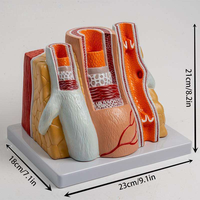 Modelo de Anatomía Vascular de Arteria y Vena, Material PVC, Simulador de Estructura de Vasos Ampliados para Entrenamiento Cardio-Cerebrovascular, CE\ISO