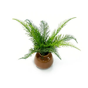 Maceta de Cerámica Premium con Hojas de <span class=keywords><strong>Ciprés</strong></span> <span class=keywords><strong>Llorón</strong></span> Chino y Tierra Negra Rica en Nutrientes para Bonsáis de Interior y Plantas Artificiales - Product Image 3