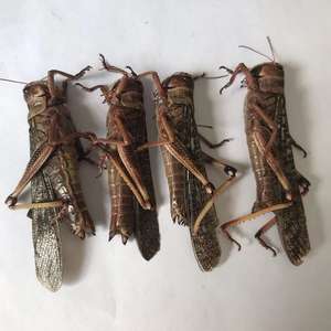 Lot d'étoffes comestibles séchés en forme de sauterelle, produit pour animaux domestiques - Product Image 2