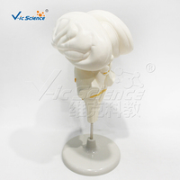 Modèle de dissection du tronc cérébral humain en résine PVC, spécimen nerveux réutilisable pour l'école de médecine, laboratoire d'anatomie, CE/ISO/ROHS/CNAS