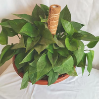 Poteau de soutien durable en fibre de coco pour plantes grimpantes de maison et de jardin - Bâton de mousse pour extension de jardinage
