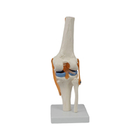 Modèle d'enseignement scientifique médical DARHMMY, modèle de squelette en PVC, articulation du genou fonctionnelle avec ménisque bleu