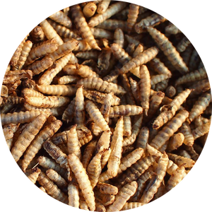 חייל שחור מיובש זעף רימות של הזחל חרקים בשר מיובשות חלבון גבוה - Product Image 5