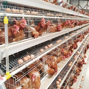 Gabbie per Polli a Strati Tipo A in Rete Metallica Zincata a Caldo, Economiche <span class=keywords><strong>e</strong></span> Durevoli, con Mangiatoia <span class=keywords><strong>e</strong></span> Abbeveratoio per Pollaio - Product Image 1