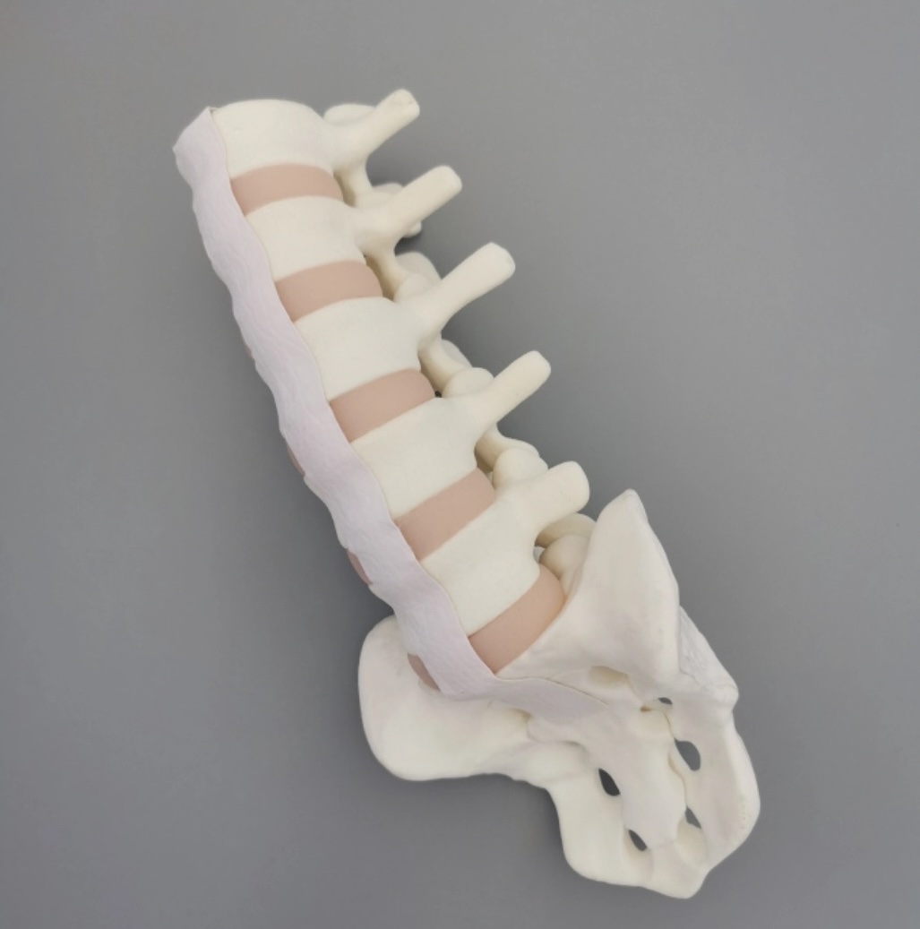 Lombaire 1 au sacrum, disques vertébraux en silicone souple, mousse solide