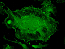 Microscope biologique avec Fluorescence AELAB, équipement de laboratoire, mesure des prix - Product Image 2