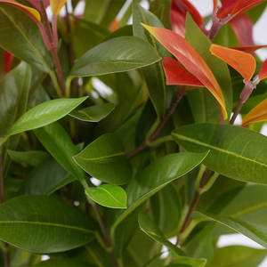 高品質 H43cm 赤緑盆栽 環境に優しい 防水 耐久性のある人工植物 家庭 ホテル または造園装飾用 - Product Image 5