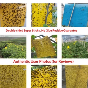 Piège à moucherons biologique double face 20x10cm, autocollant collant pour insectes, étanche, pour le contrôle des insectes volants en ferme/serre - Product Image 5