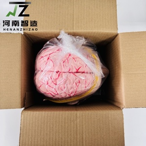 Modelo Anatómico de las Arterias Cerebrales en Relación con la Cabeza Humana - Modelo de Enseñanza y Entrenamiento Médico - Product Image 5