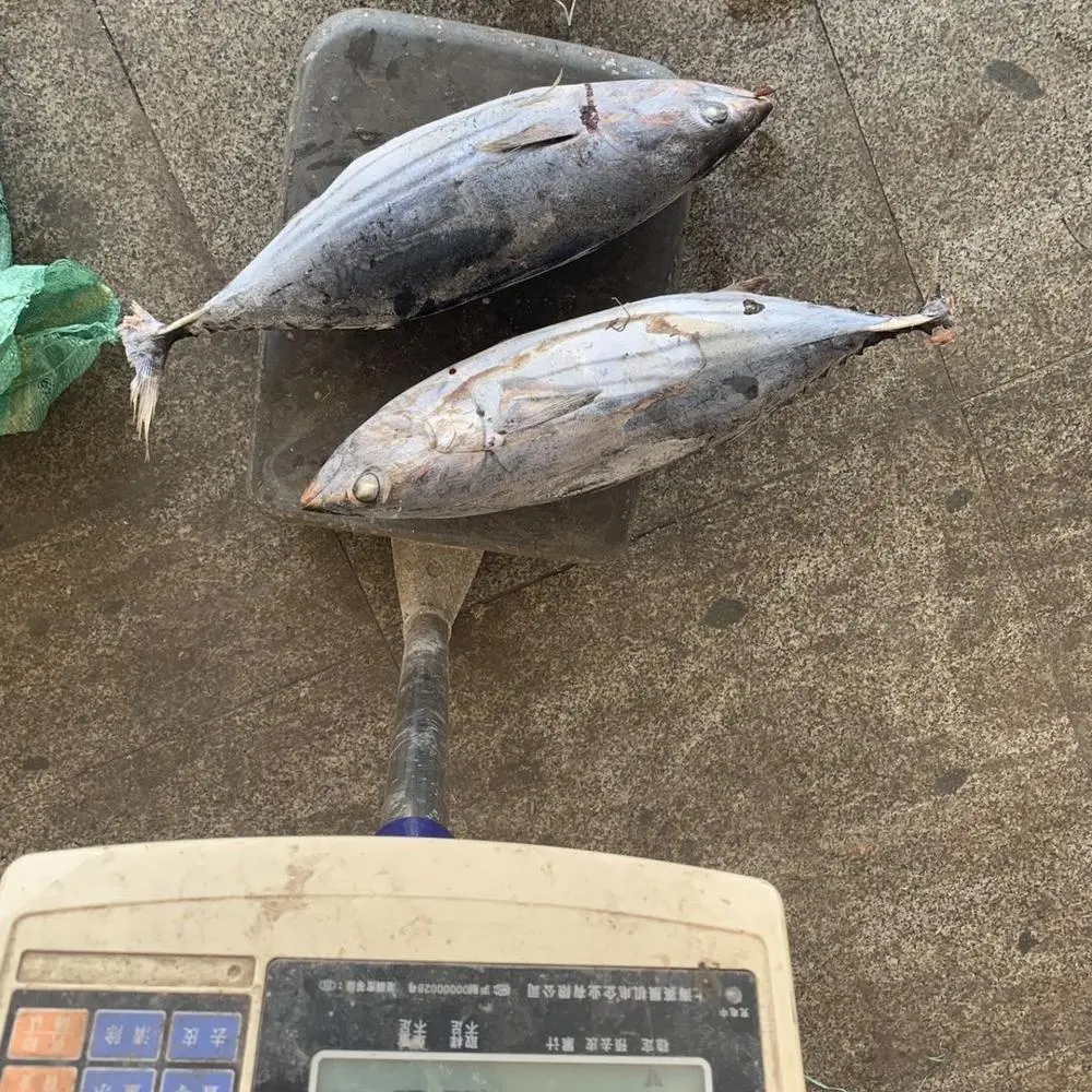В продаже морепродукты удлиненный свежий рыбий замороженный желтоперый тунец