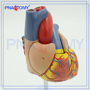PNT-0400 Venta Caliente y Alta Calidad: Modelo de Corazón Humano para Hospital - Product Image 4