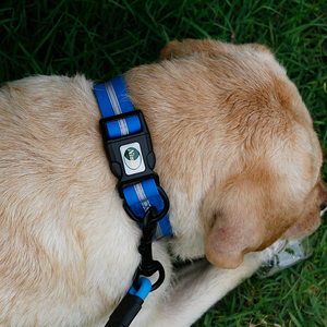 Collar de Perro Personalizado 2025, Nuevo, al por Mayor, Impermeable, Reflectante, Recubierto de PVC, con Patrón Sólido, Cinta de Nailon, Desmontable - Product Image 6