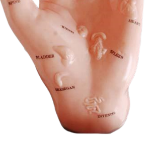 Modèle médical ADA 13CM PVC modèle d'acupuncture des mains illustrant les organes sur les points pour l'apprentissage des étudiants - Product Image 3