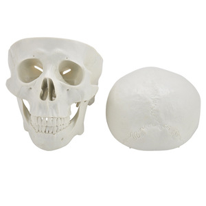 Crâne humain grandeur nature 1:1, modèle d'enseignement et d'enseignement pratique, simulation d'anatomie du crâne adulte, vente en gros fabricant. - Product Image 3