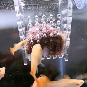 Mangiatoia per gamberetti acquario accessorio a forma di V in plastica per pesci con ventosa per l'alimentazione dei vermi negli acquari di gamberetti - Product Image 2