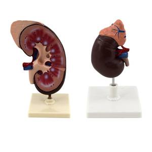 Modèle de rein avec démonstration du pancréas, instrument biologique, hôpital, recherche humaine, école, aides pédagogiques pour étudiants - Product Image 4