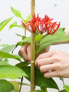 Bâtons <span class=keywords><strong>de</strong></span> bambou <span class=keywords><strong>de</strong></span> 4 pieds pour plantes, <span class=keywords><strong>piquets</strong></span> <span class=keywords><strong>de</strong></span> jardin <span class=keywords><strong>en</strong></span> <span class=keywords><strong>bois</strong></span> pour <span class=keywords><strong>tomates</strong></span>, haricots, fleurs, arbres, plantes <span class=keywords><strong>en</strong></span> pot et grimpantes, lot <span class=keywords><strong>de</strong></span> 25 - Product Image 5
