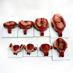 Modelo de <span class=keywords><strong>Desarrollo</strong></span> Fetal del Embarazo, Maniquí de Bebé de PVC para Ciencias Médicas y Anatómicas, para Escuelas y Hospitales - Product Image 6