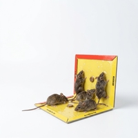 Piège à souris et rats, plaque collante anti-parasites, planches adhésives pour le contrôle des nuisibles