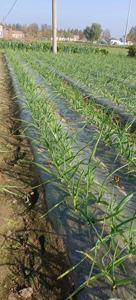 <span class=keywords><strong>Poudre</strong></span> d'extrait d'<span class=keywords><strong>algues</strong></span> <span class=keywords><strong>marines</strong></span> de varech Ascophyllum Nodosum - Product Image 3