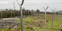 Serre Keliga : Abri pluie en polytunnel à structure en Y, serre multi-chapelles à film plastique à faible coût pour la culture des myrtilles