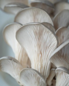 Chìa khóa trao tay dự án nấm Farming hệ thống 20/40ft nấm phát triển container - Product Image 3