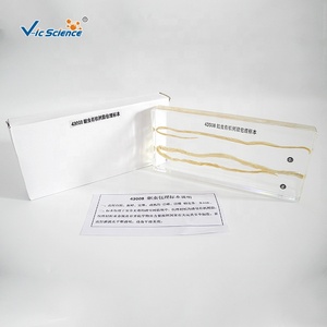 Espécimen de Resina, Espécimen Anatómico de Ascaris Lumbricoides, Espécimen Bioincrustado - Product Image 3