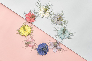 Jasminum-suministros para hacer tarjetas de pétalos, joyería de resina, plantas naturales respetuosas <span class=keywords><strong>con</strong></span> el medio ambiente, <span class=keywords><strong>flor</strong></span> prensada Real para secar - Product Image 3