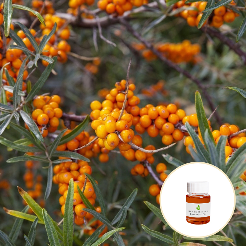 Hippophae Rhamnoides Aromatherapy Essential Oils Sea Buckthorn Seed Oil 5kg Bulk