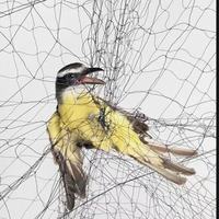 Le filet de capture d'oiseaux est fabriqué en PP durable, léger, résistant aux intempéries, filet anti-oiseaux.