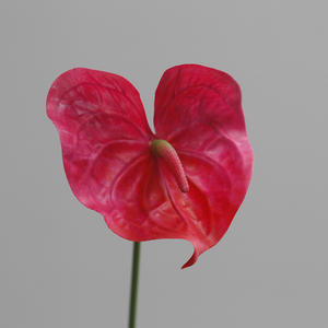 زهور أنثوريوم صناعية حديثة زينة للزفاف زهور أنثوريوم خضراء بالجملة زهور أنثوريوم تعمل باللمس الحقيقي - Product Image 3