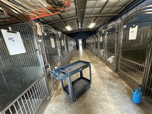 Perreras grandes de acero inoxidable para perros, puertas de vidrio y paneles de HDPE, perrera personalizada para caminar - Product Image 2