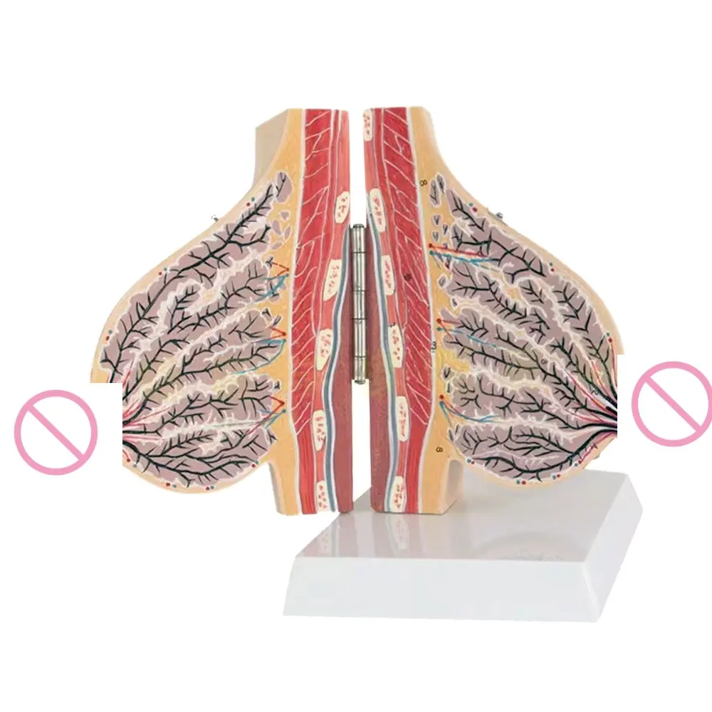 Female Breast Anatomical Model 3D Human Teaching Educational Plastic Training Simulator Medical Model