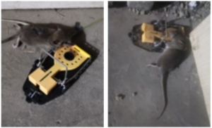 Chất lượng cao nhà bếp tái sử dụng nhựa lớn Chuột Killer bẫy hành động nhanh chóng Chuột Killer hiệu quả động vật gặm nhấm bẫy - Product Image 4