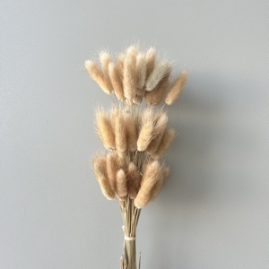 ZanTe En gros Herbe décorative séchée <span class=keywords><strong>Lagurus</strong></span> Ovatus 60 têtes multicolores, Herbe queue de lapin - Product Image 2