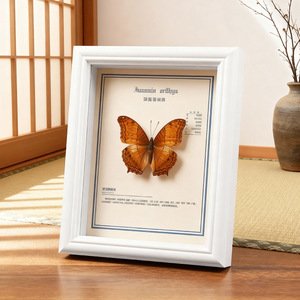 Marco de exhibición de especímenes de mariposas estilo europeo, caja de exhibición de flores y insectos secos con vidrio real para decoración de pared. - Product Image 3