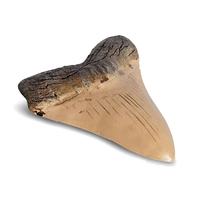 Modèle de dent de mégalodon en résine antique WEIVISTA, réplique de fossile, décoration d'intérieur