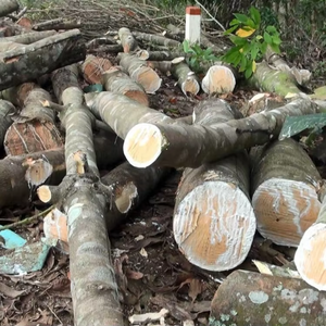 ไม้ยางพาราไทยส่งออกไม้ยางพาราแปรรูปคุณภาพคงที่สำหรับอุตสาหกรรมการผลิต - Product Image 2
