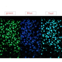 Montre de la série Water Ghost avec anneau lumineux bleu et vert, perle lumineuse