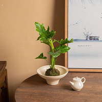 Pot Bunga Sederhana Tanpa Lubang untuk Anggrek DH4 Phalaenopsis, Bonsai Bambu, Pakis Bambu, dan Tanaman Air
